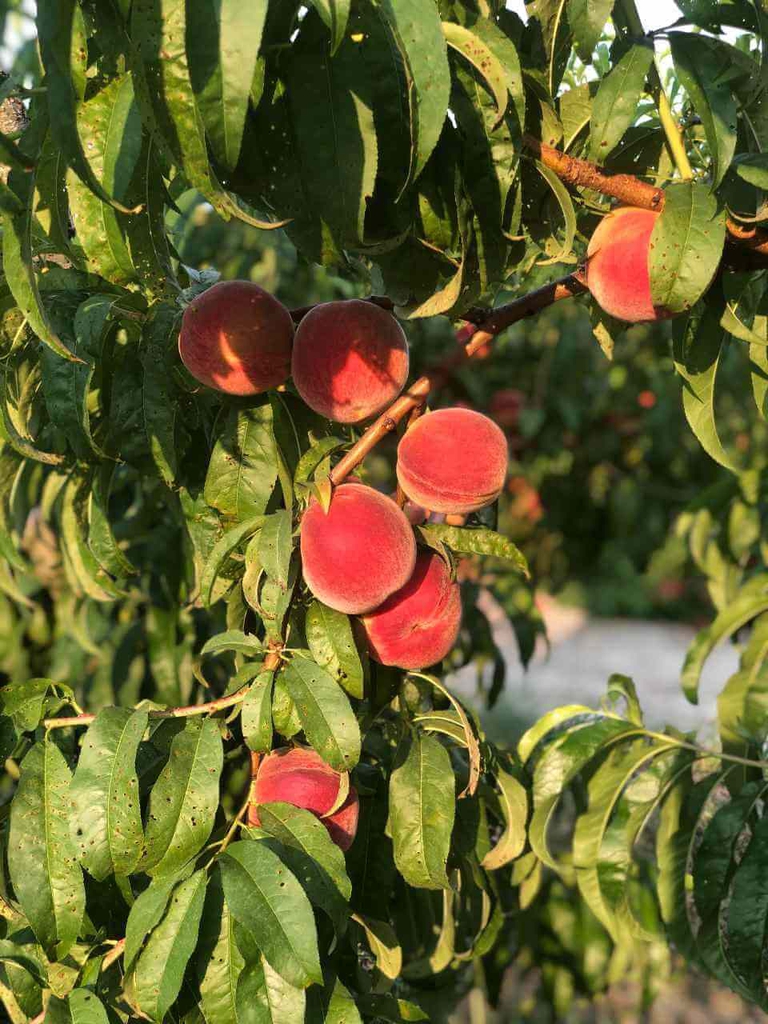 Bennett Peaches hang abundantly from perfectly manicured trees. 